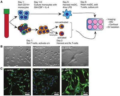 Bystander T-Cells Support Clonal T-Cell Activation by Controlling the Release of Dendritic Cell-Derived Immune-Stimulatory Extracellular Vesicles